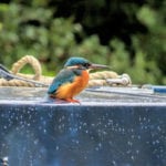 Kingfisher Canal nature Kingfisher along the canal