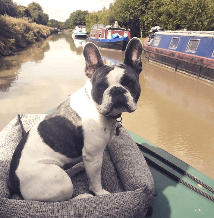 A cute dog aboard a Foxhangers canal boat